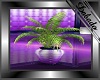 Purple Dancer Plant 3