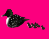 Swimming Loon & Babies