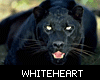 [WH] Panther Animated