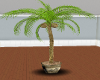 Royal Queen Coconut Palm