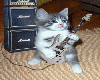 Cat playing music