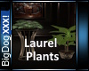 [BD]Laurel Plants