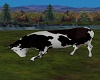 BLACK FACE DAIRY COW