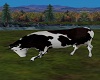 DAIRY COW