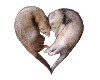 ferret heart of love