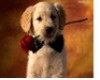 Cute Puppy With Rose