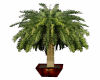 Palm Tree 3