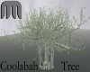 Coolabah Tree