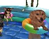 Dogs in your pool