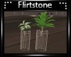 Downtown Plants