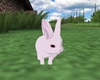 Farm Pink Bunny animate