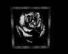 rose noir