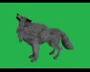 grey wild  wolf