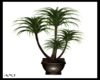 Majesty Potted Plant