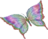 multicolor buterfly anim