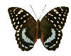 Magic Butterfly brown