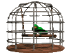 KK Parrot In Cage