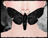 [SS] Black Moth (F)
