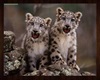 Leopardo cuddle poof
