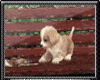 Animated Puppy Bench