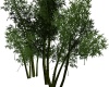 {LS} Bamboo Trees