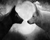 ~M~ Black & White Wolf 2