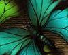 Butterfly Wings Picture