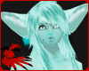 Aqua Fox Fur Male