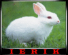 |E| Rabbit