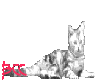 [BCC]Cat Looking