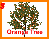 Orange Tree