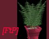 [FtP] potted fern