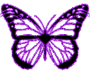 ButterflyPurple