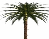 christmas palm tree
