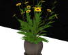 Yellow Flowers Pot