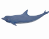 Animated Dolphin