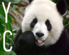{YC}Panda Picture {1}