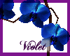 (V) Blue Orchids