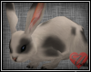 (U) Bunny Spot