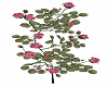 cinderella roses2 pink