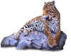 leopard 3