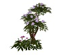 Blower bush Lilac