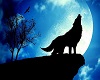 Howl At The Moon