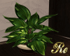 Re Realistic Plant