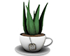 M* Cup Aloe Plant