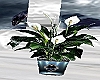 Sapphire plant