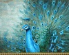 Peacock Pic 3