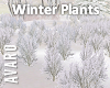 Winter Field Plants