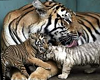 Tiger And Babies