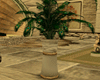 [kyh]greek plant2